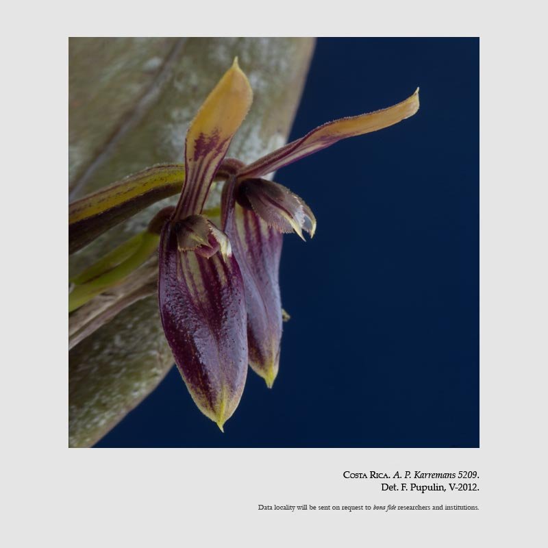 Acianthera geminicaulina