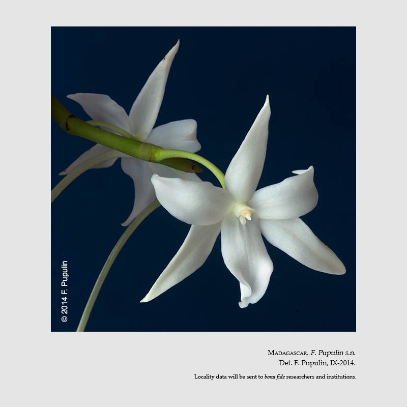 Aerangis articulata