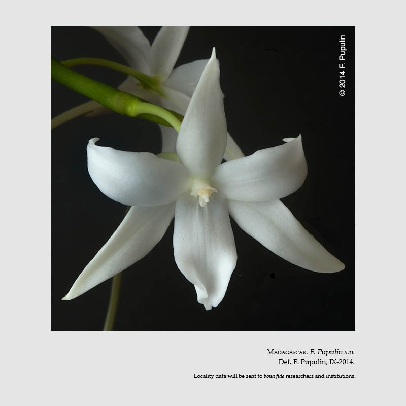 Aerangis articulata