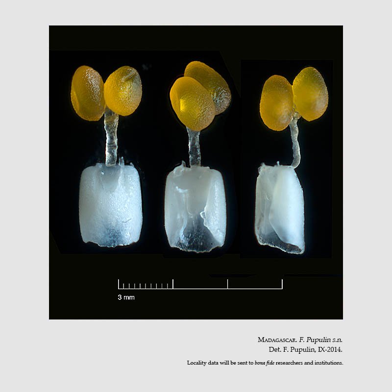 Aerangis articulata