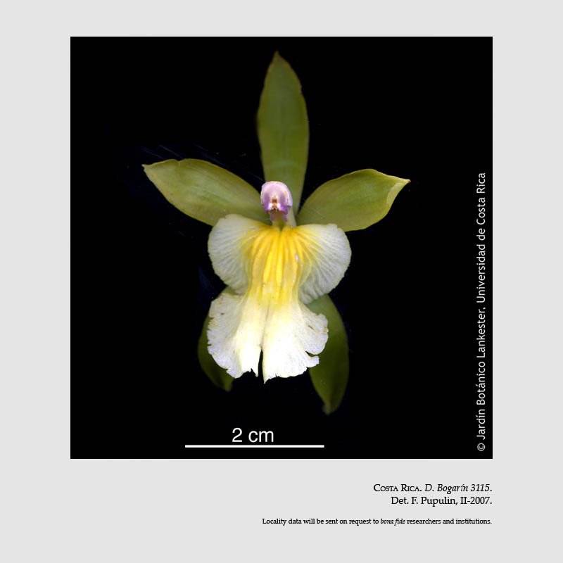 Aspasia principissa