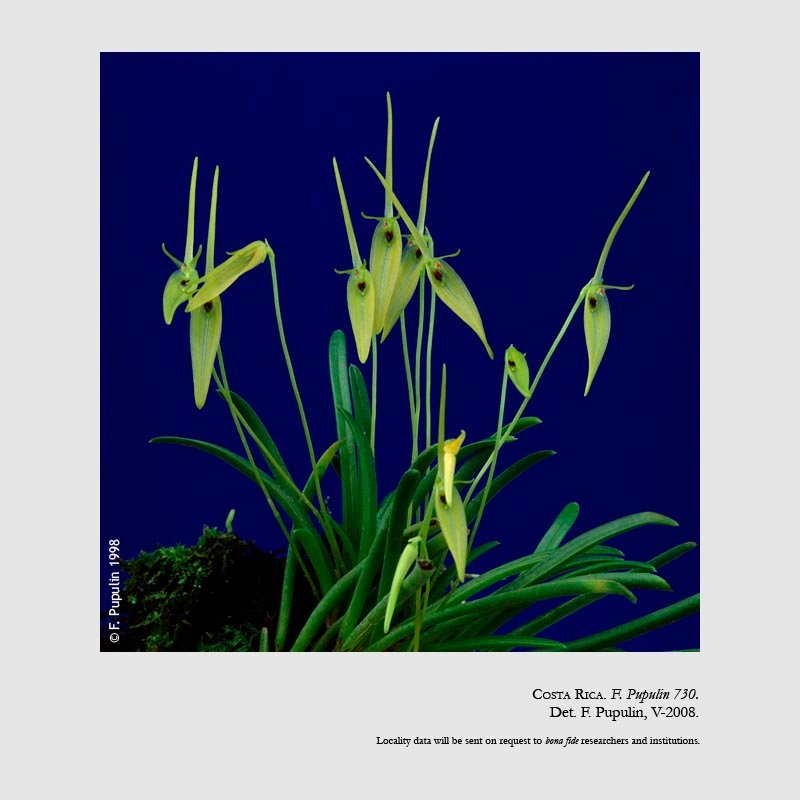 Barbosella dolichorhiza