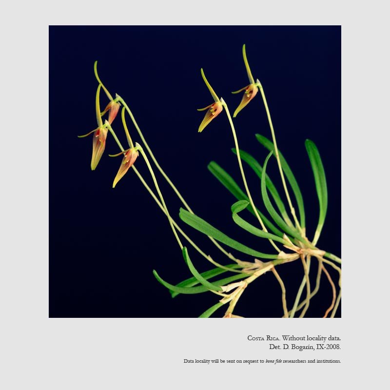 Barbosella prorepens