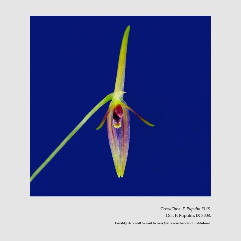 Barbosella prorepens