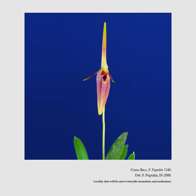 Barbosella prorepens