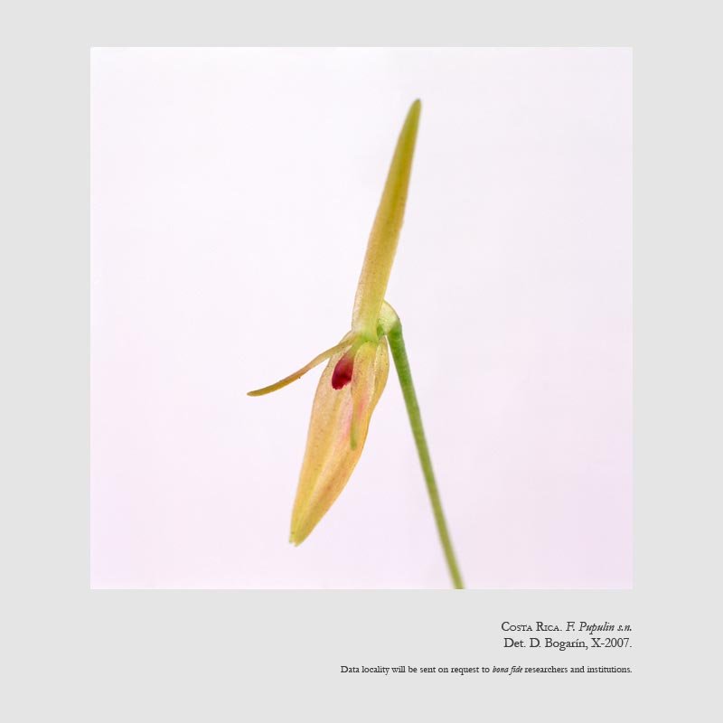 Barbosella prorepens