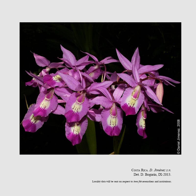 Barkeria lindleyana