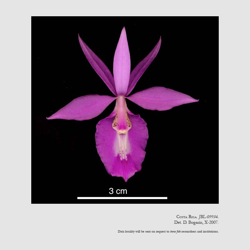 Barkeria lindleyana