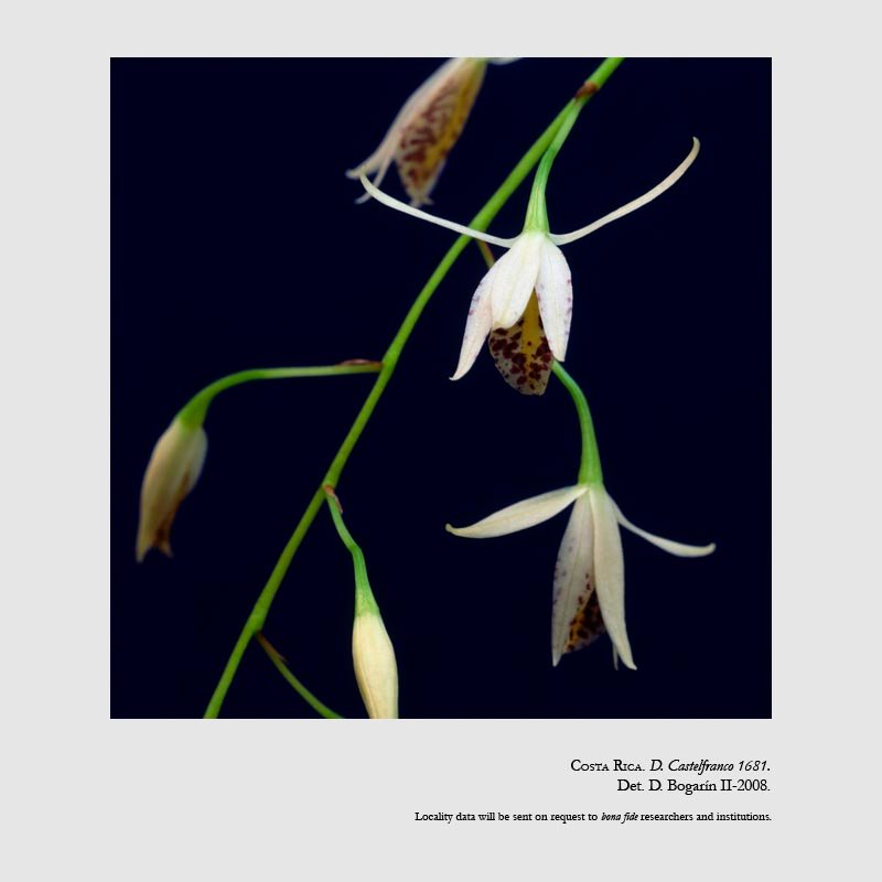 Barkeria obovata