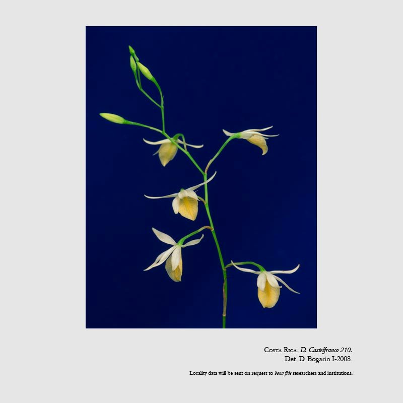Barkeria obovata