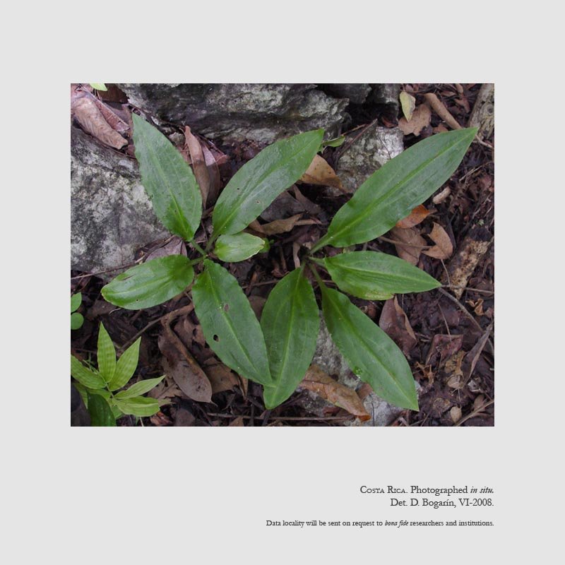 Beloglottis costaricensis