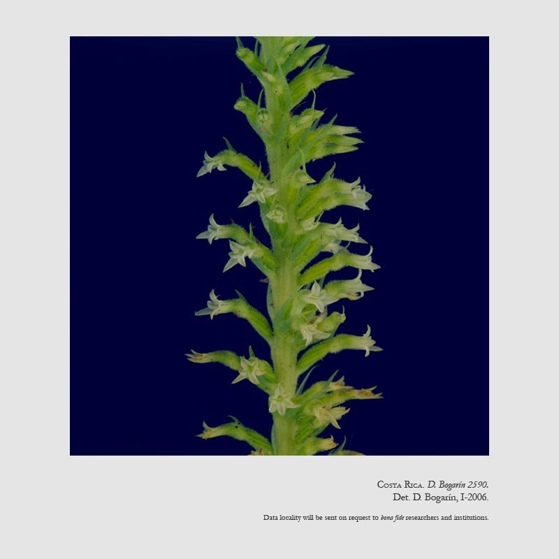 Beloglottis costaricensis