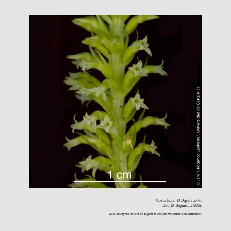 Beloglottis costaricensis