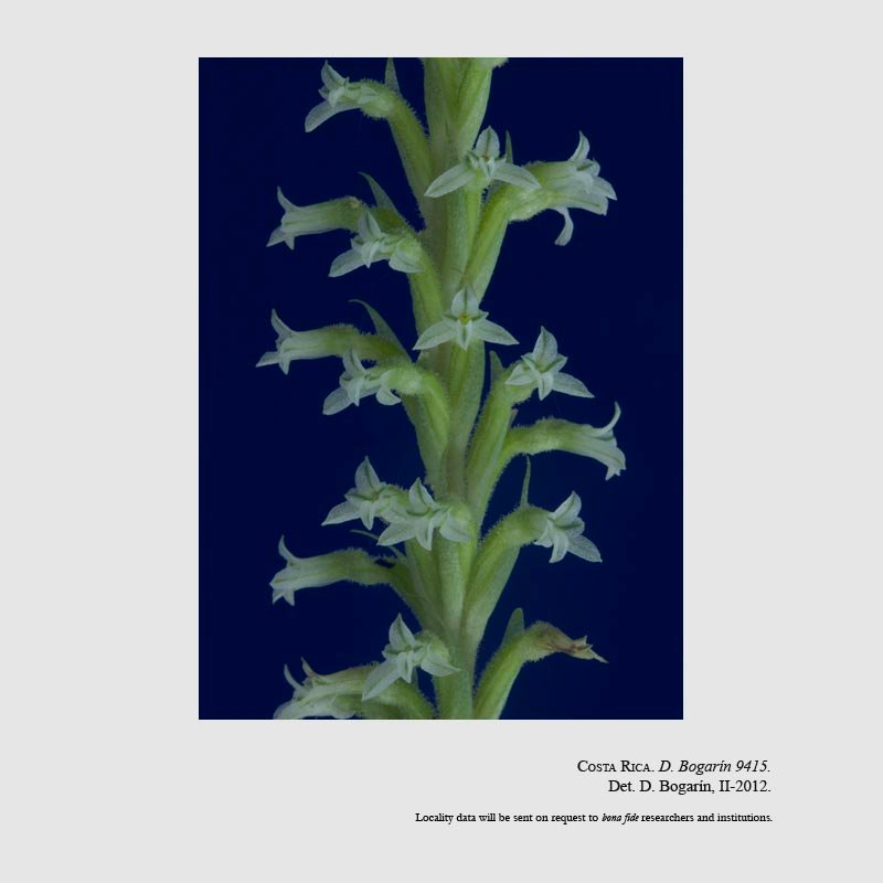 Beloglottis costaricensis