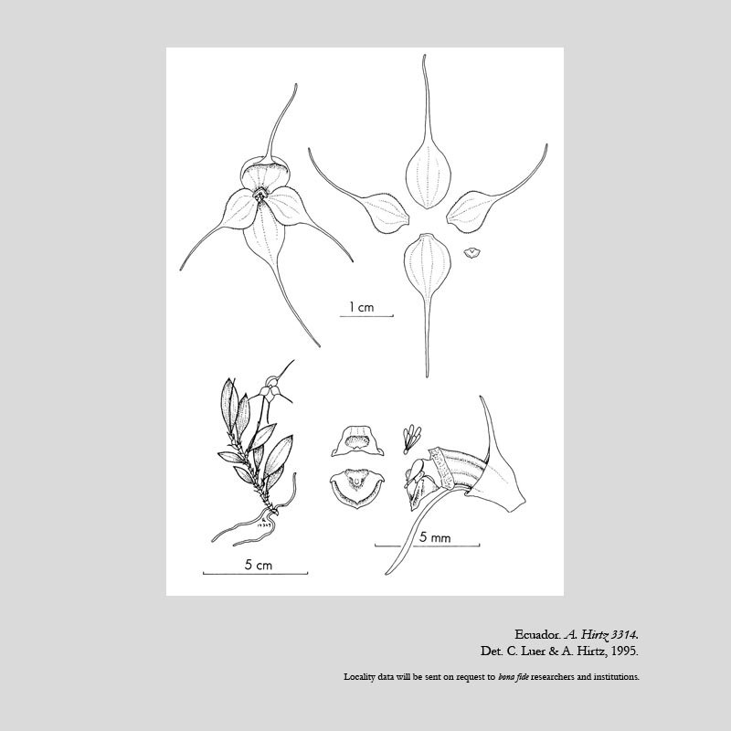 Brachionidium ballatrix