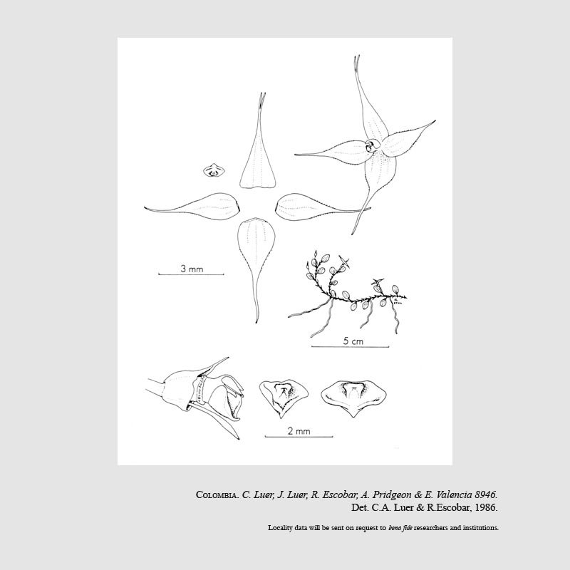 Brachionidium brachycladum