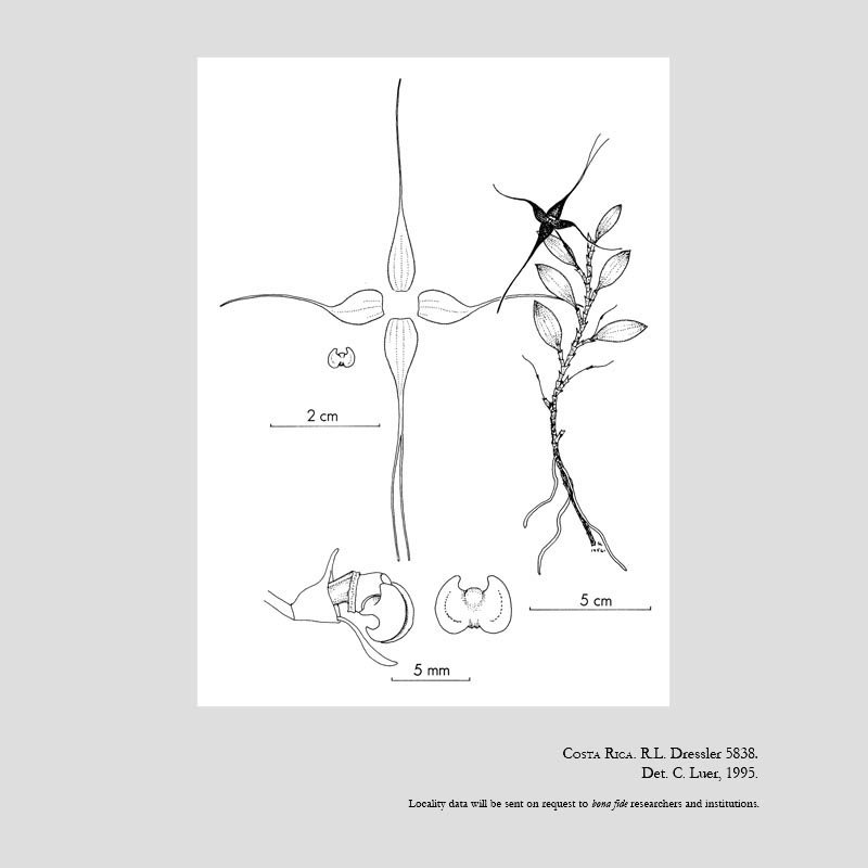 Brachionidium calypso