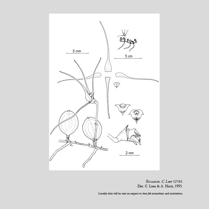 Brachionidium capillare