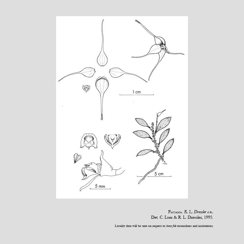 Brachionidium dentatum