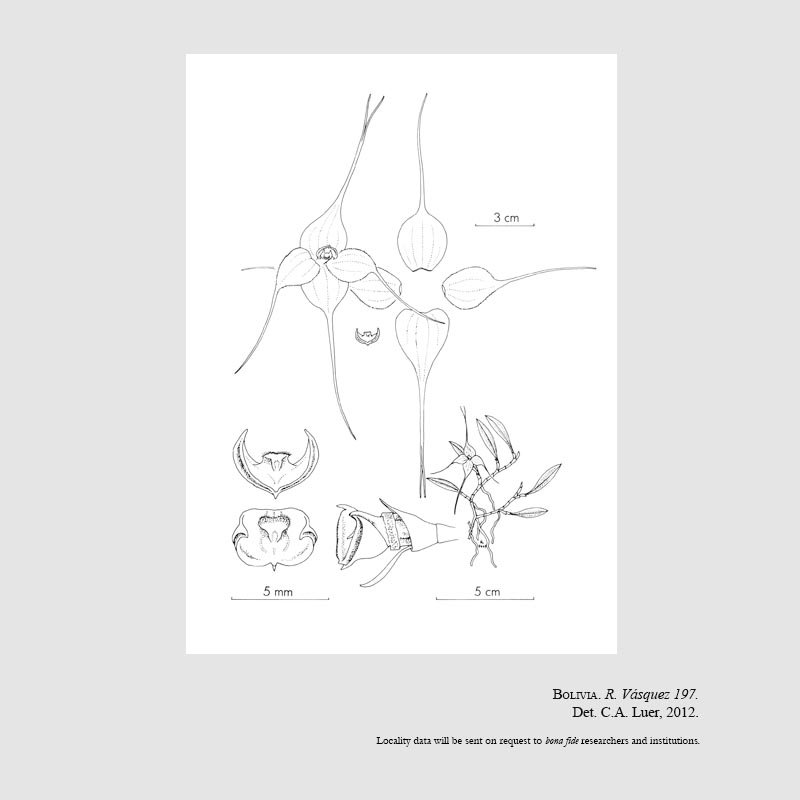 Brachionidium diaphanum