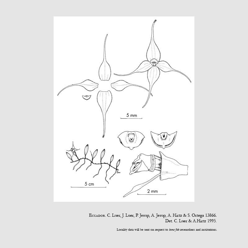 Brachionidium ephemerum