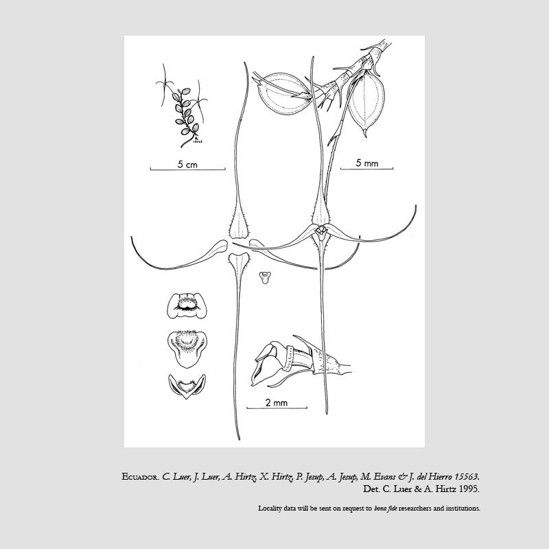 Brachionidium filamentosum
