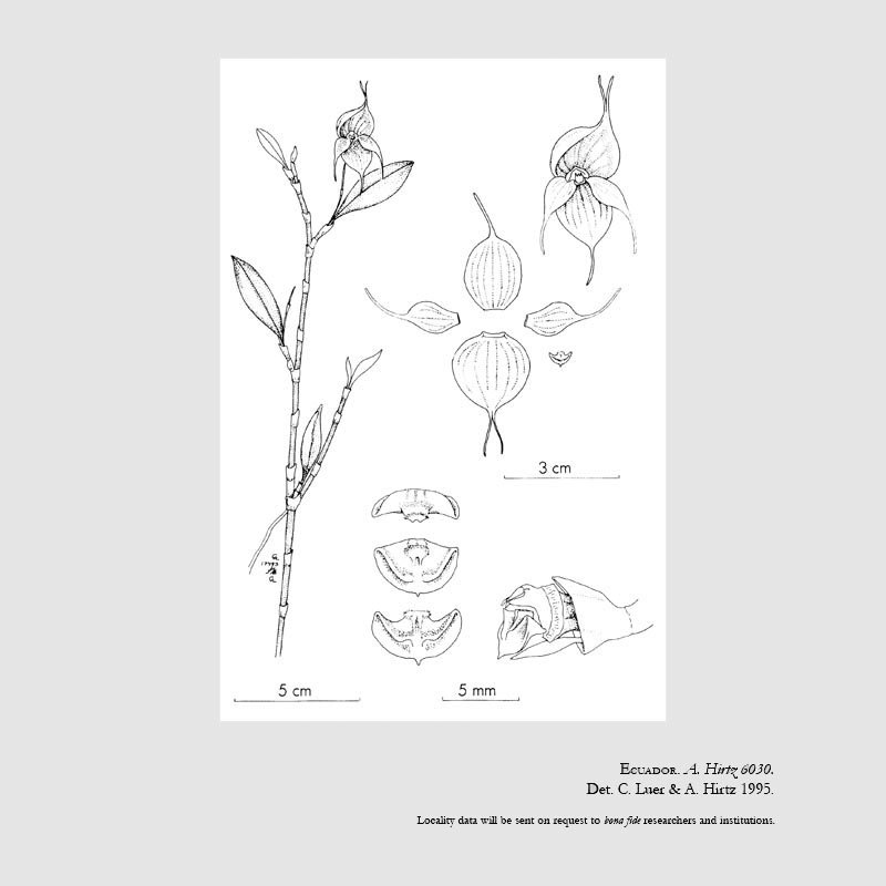 Brachionidium fornicatum