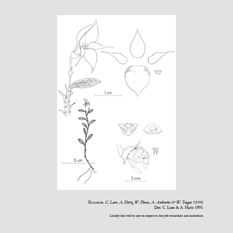 Brachionidium galeatum