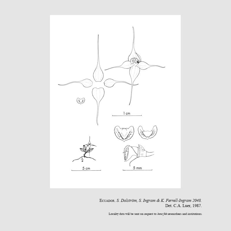 Brachionidium ingramii