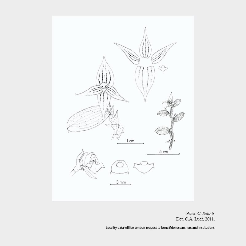 Brachionidium inkaterrense