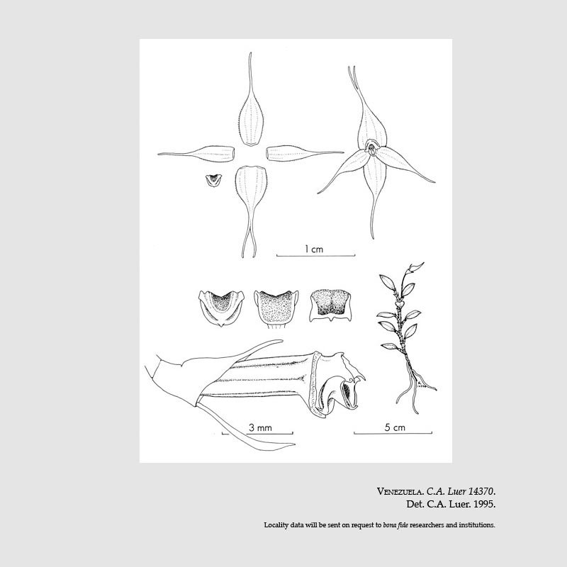 Brachionidium longicaudatum