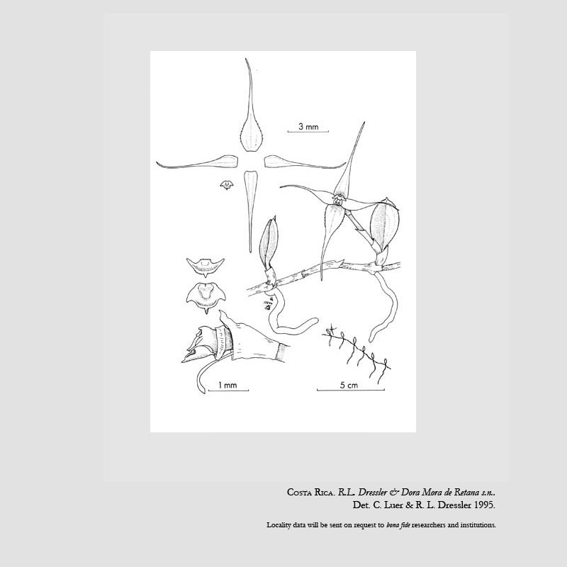 Brachionidium minusculum