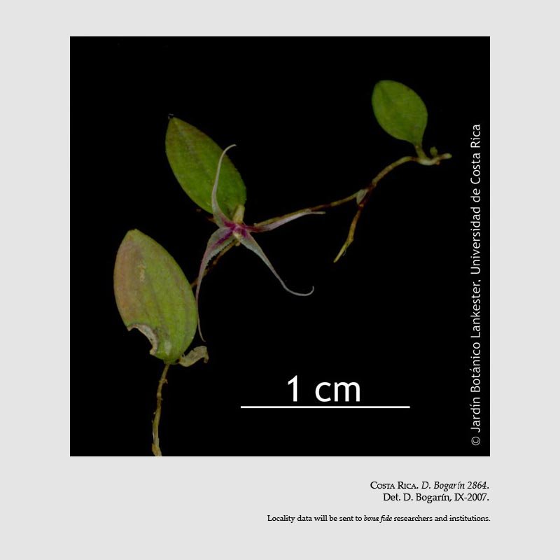 Brachionidium minusculum