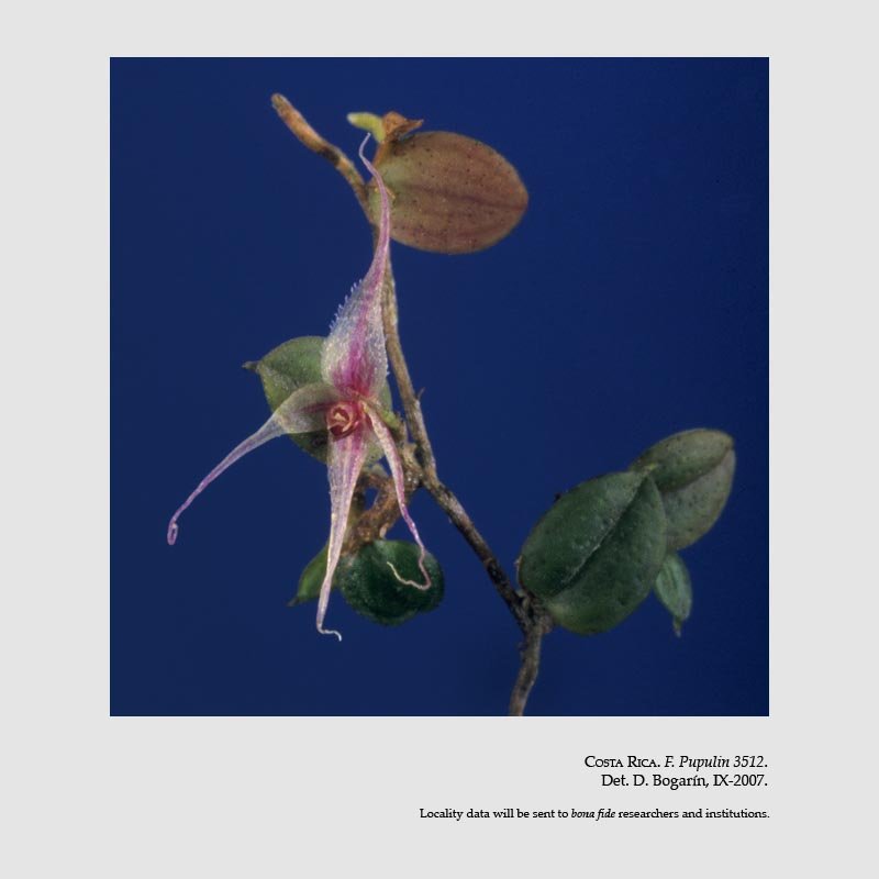 Brachionidium minusculum