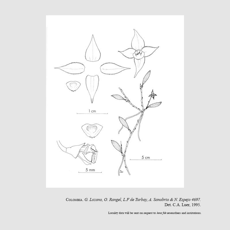 Brachionidium puraceense