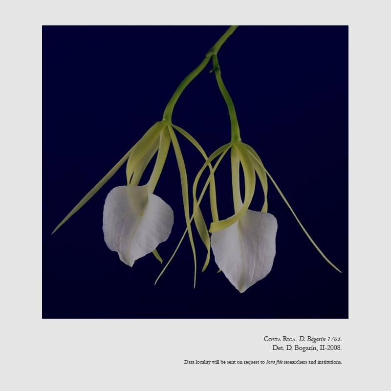 Brassavola nodosa