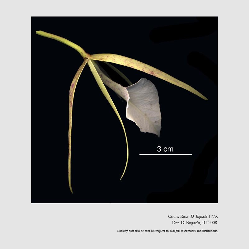 Brassavola nodosa