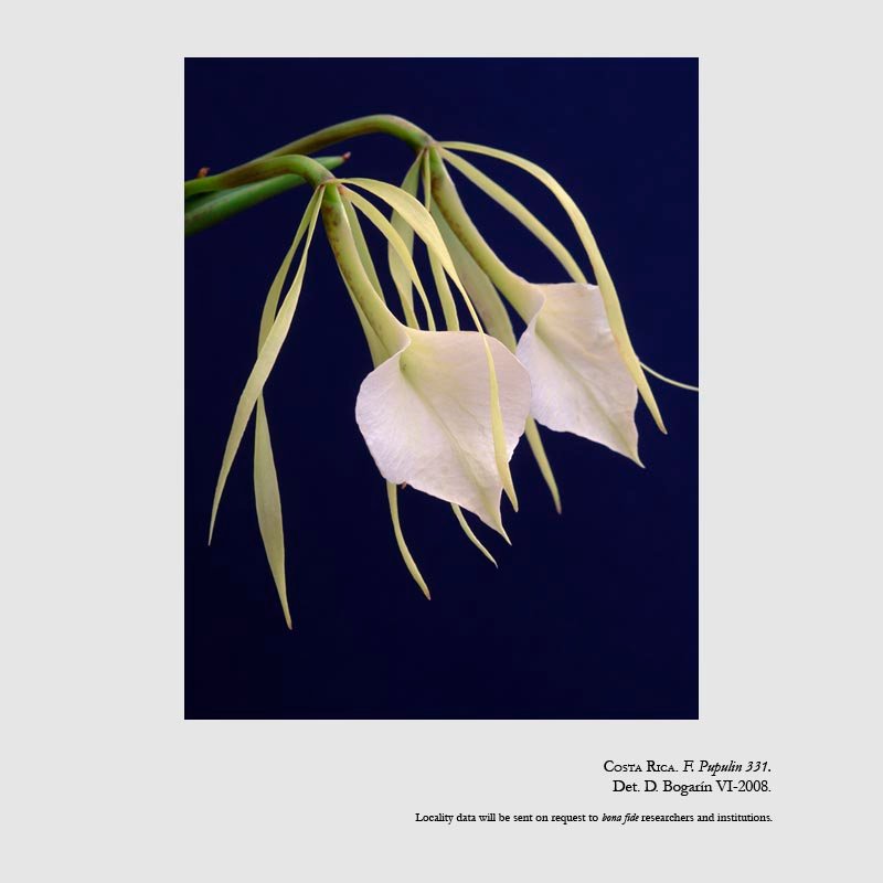 Brassavola nodosa