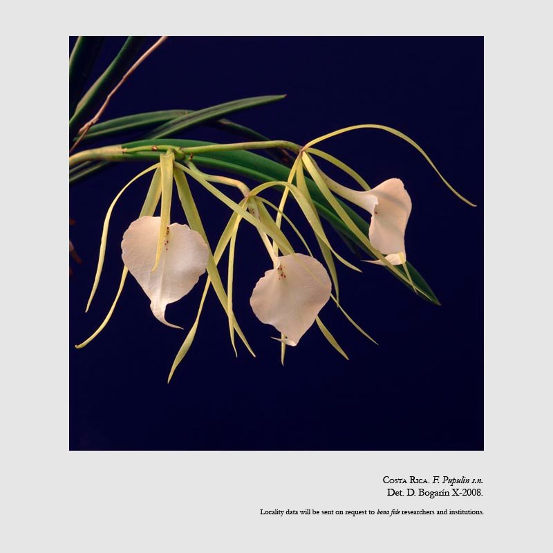 Brassavola nodosa