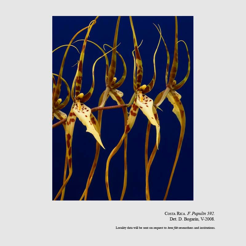 Brassia arcuigera