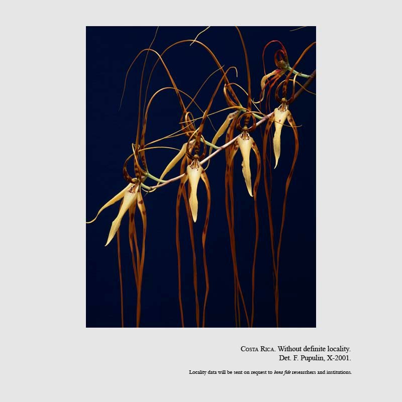 Brassia arcuigera