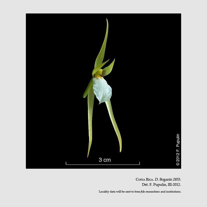 Brassia suavissima