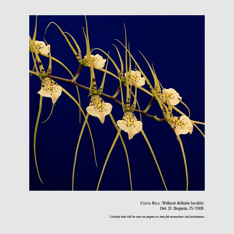 Brassia verrucosa