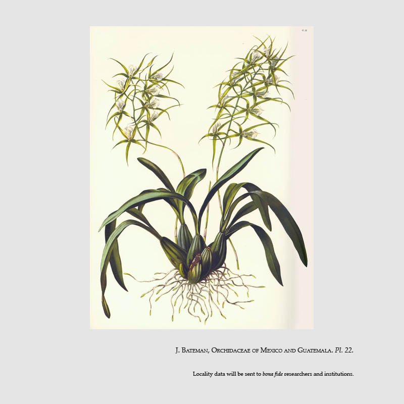Brassia verrucosa
