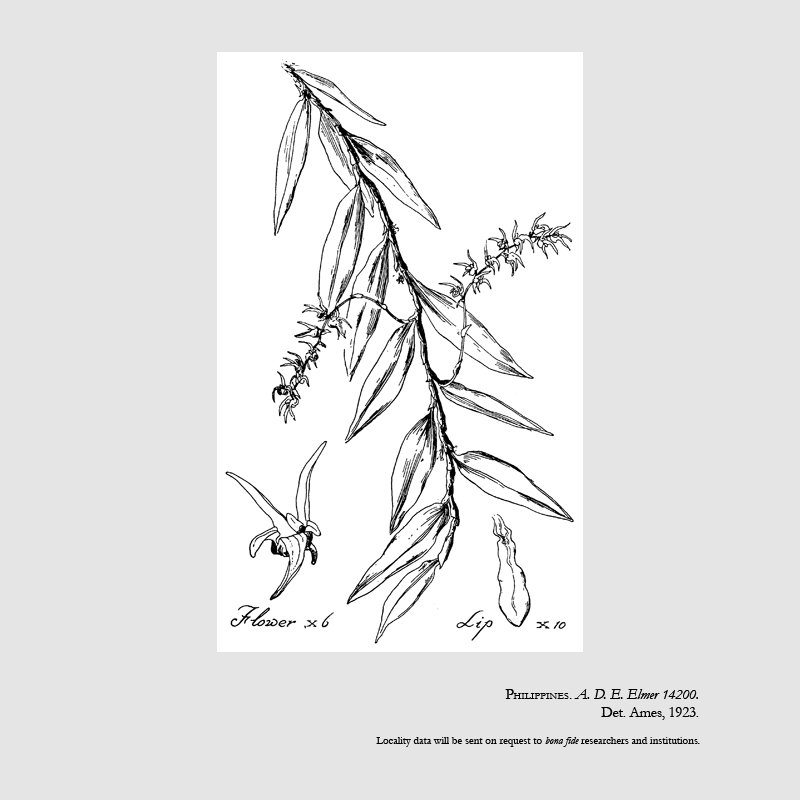 Bulbophyllum filicoides