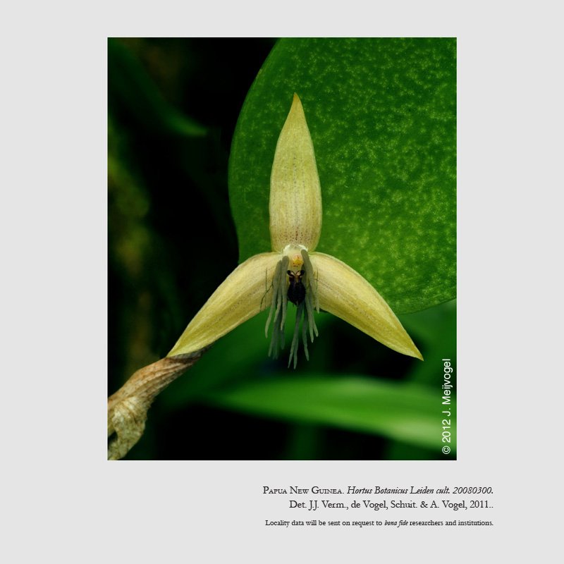 Bulbophyllum nocturnum