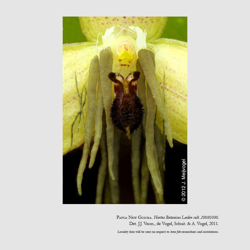 Bulbophyllum nocturnum