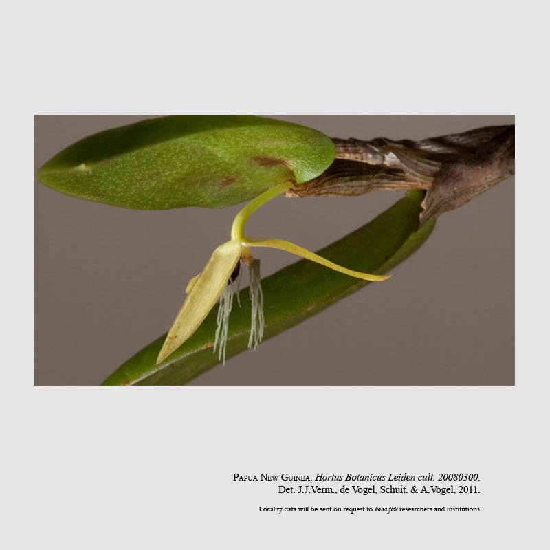Bulbophyllum nocturnum