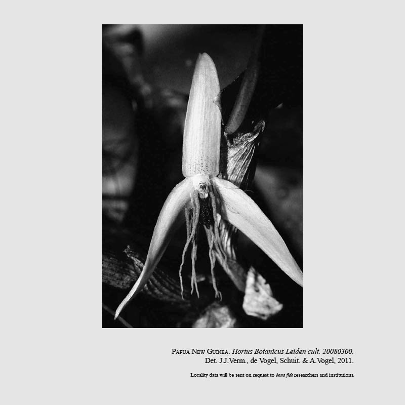 Bulbophyllum nocturnum