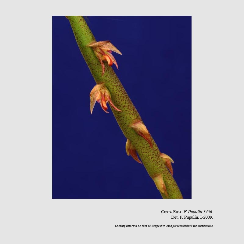 Bulbophyllum pachyrachis